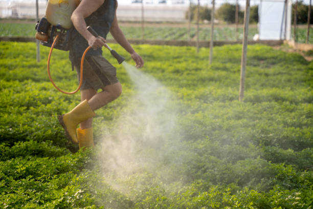 Best Wasp Removal Services  in Gettysburg, SD