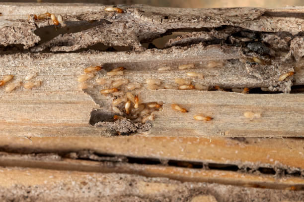 Best Insect Control  in Gettysburg, SD
